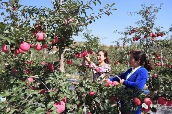 甘肅靈臺縣：蘋果紅了，果農(nóng)的錢袋子鼓了